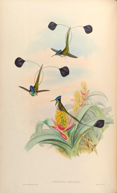 Loddigesia mirabilis by John Gould